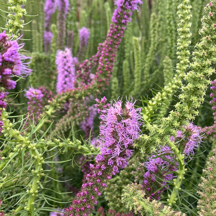 Liatris pycnostachya 'Lavender Glowsticks' - Prairie Blazing Star from Pleasant Run Nursery