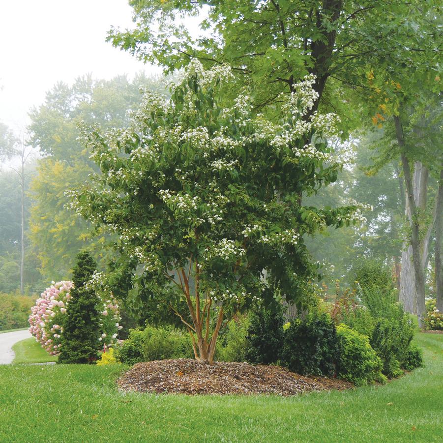 Heptacodium miconioides Temple of Bloom® - Seven-Sun Flower (Courtesy of Proven Winners)