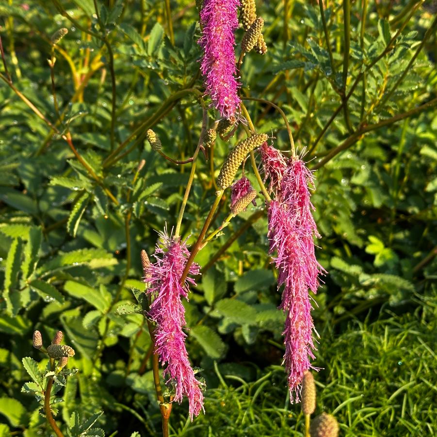 Sanguisorba hakusanensis 'Lilac Squirrel' - Burnet from Pleasant Run Nursery