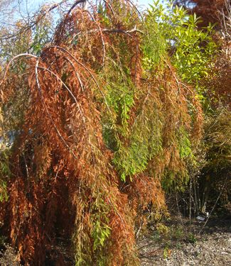 Taxodium distichum Fallingwater (fall color)