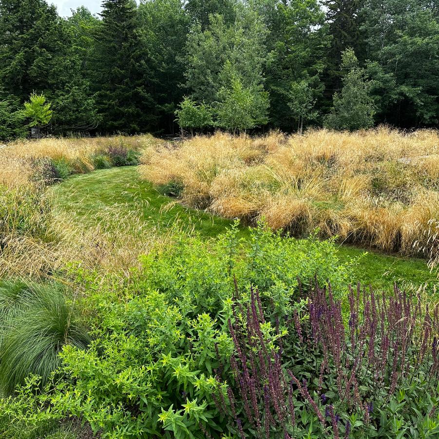 Deschampsia cespitosa - Tufted Hairgrass @ Mountain Top Arboretum