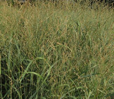 Panicum virgatum Heavy Metal 