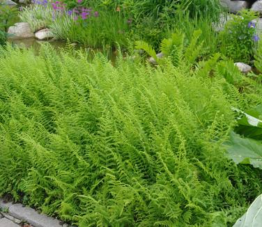 Dennstaedtia punctilobula (@ Maine Bot Garden)