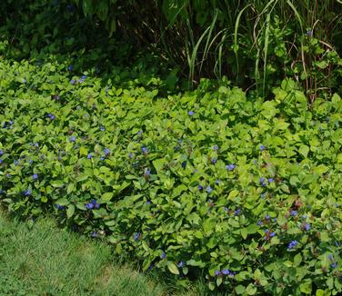 Ceratostigma plumbaginoides - (Rutgers Gardens)