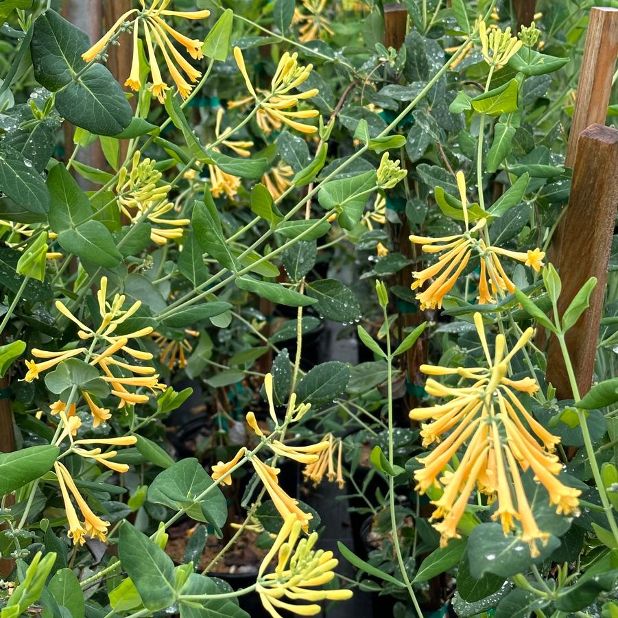 Lonicera sempervirens 'John Clayton' - Trumpet Honeysuckle from Pleasant Run Nursery