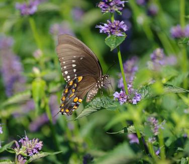 Agastache x Black Adder - Anise Hyssop