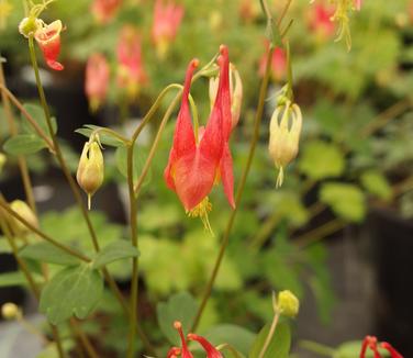 Aquilegia canadensis Little Lanterns