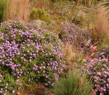 Aster oblongifolius Raydon's Favorite (Chanticleer)