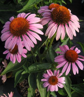 Echinacea purpurea Ruby Star