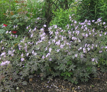 Geranium maculatum Espresso 