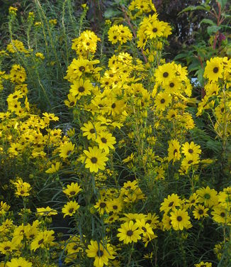 Helianthus salicifolius ' First Light'