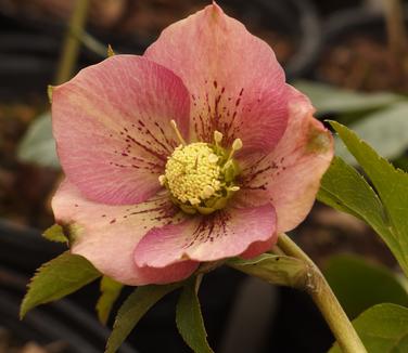 Helleborus x Brandywine