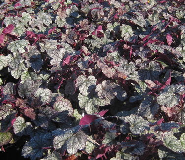 Heuchera x Silver Scrolls - Coral Bells