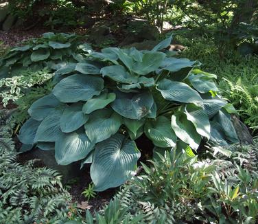 Hosta Blue Angel (@ NYBG)