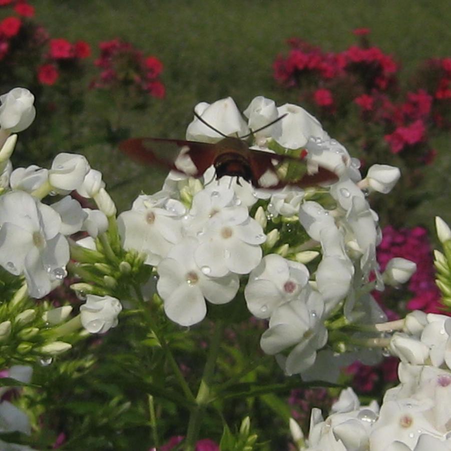 Phlox paniculata 'David' - Garden Phlox from Pleasant Run Nursery