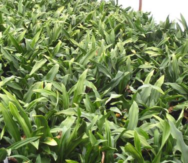 Rohdea japonica - Sacred Lily