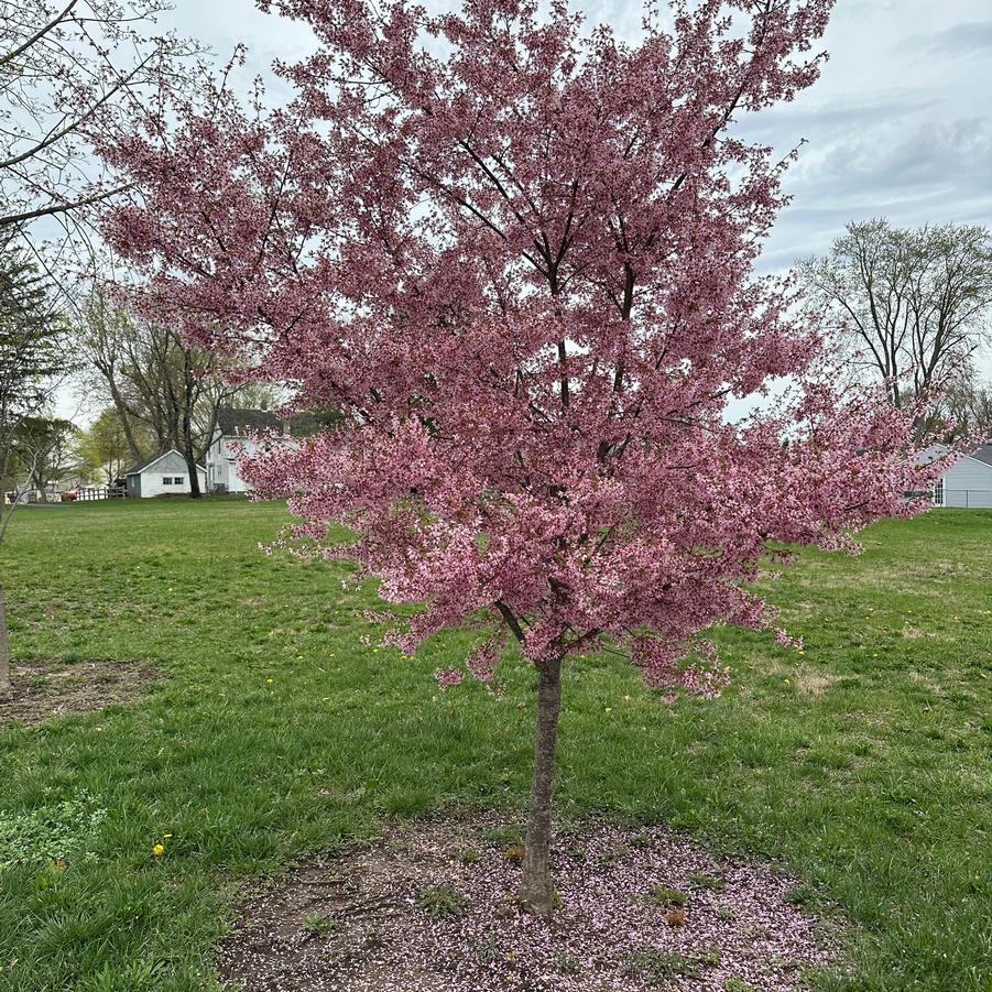 Prunus x 'Okame' - Okame Cherry from Pleasant Run Nursery