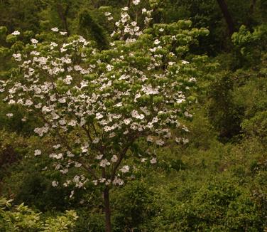 Cornus florida Appalachian Joy 