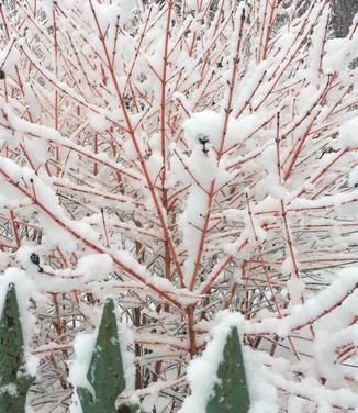 Cornus sanguinea Midwinter Fire - Bloodtwig Dogwood