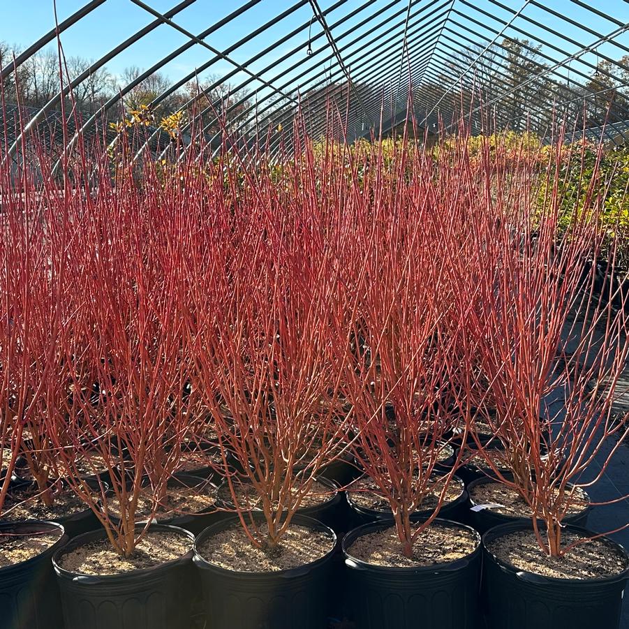Cornus sericea (stolonifera) 'Cardinal' - Redosier Dogwood from Pleasant Run Nursery