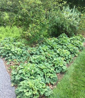 Heuchera americana 'Dale's Strain' (MT Cuba)