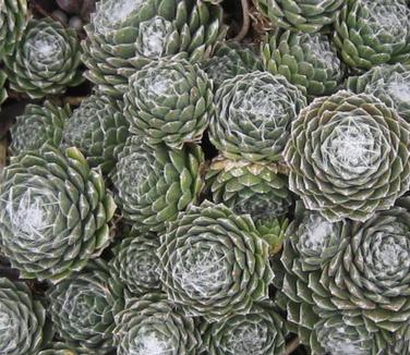 Sempervivum arachnoideum Cobweb - Hens and Chicks