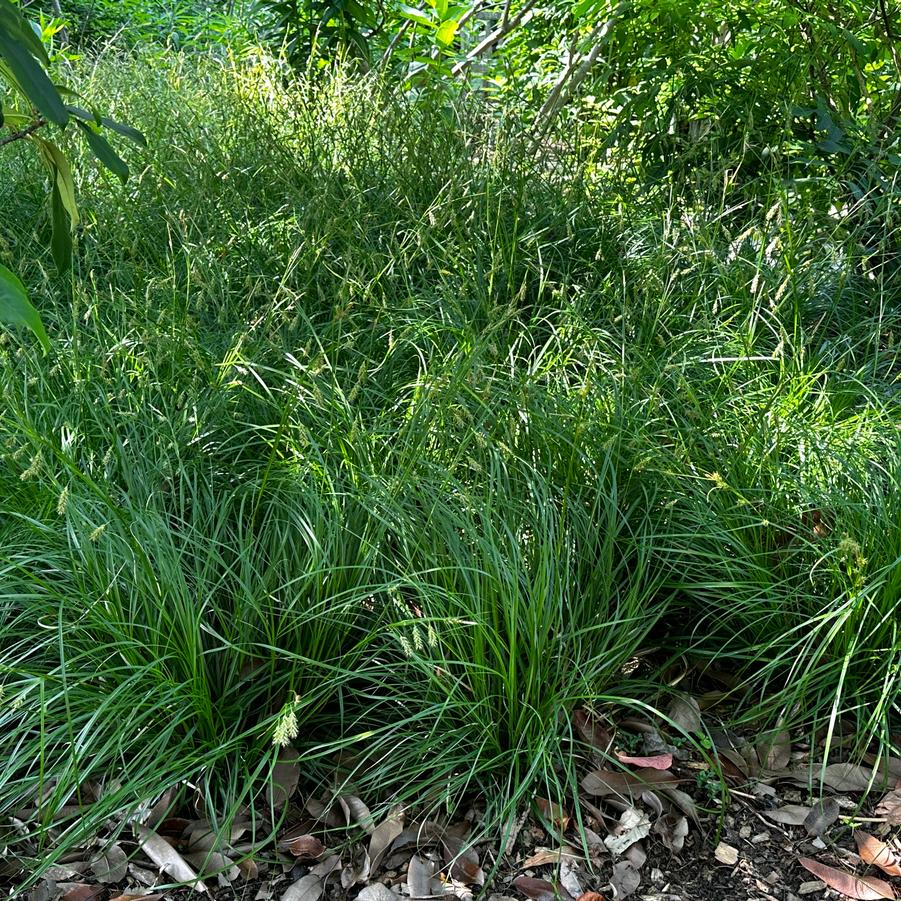 Carex cherokeensis - Cherokee Sedge from Pleasant Run Nursery