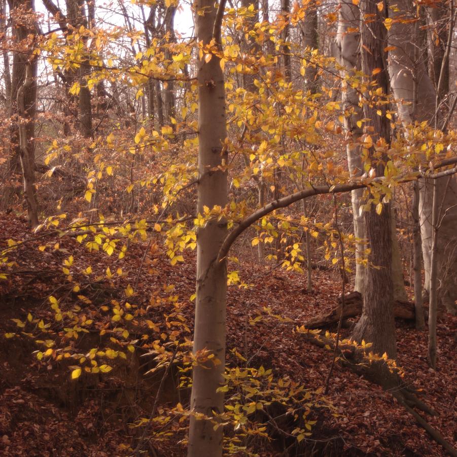 Fagus grandifolia