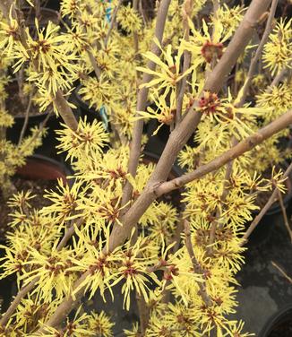 Hamamelis x intermedia Angelly