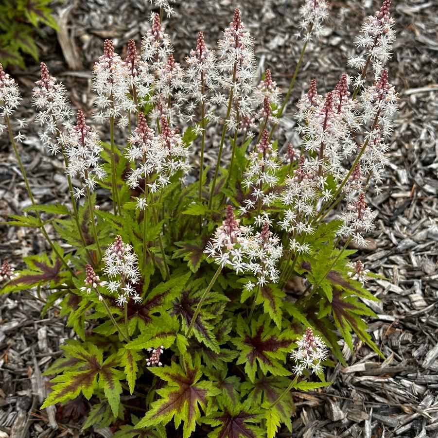 Tiarella x 'Sugar and Spice' - Foamflower from Pleasant Run Nursery