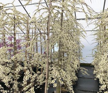 Cercis canadensis 'Vanilla Twist' - Eastern Redbud from Pleasant Run Nursery