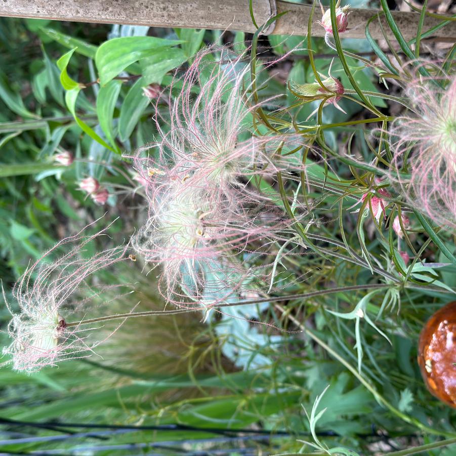 Geum triflorum - Prairie Smoke from Pleasant Run Nursery