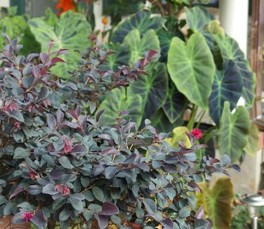 Loropetalum chinensis Ever Red