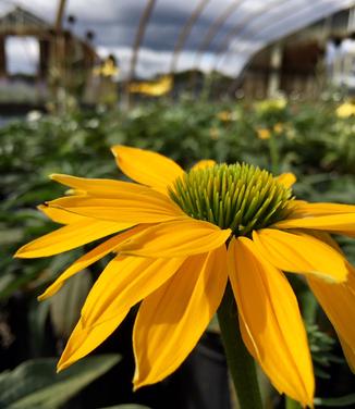 Echinacea x 'Leilani'