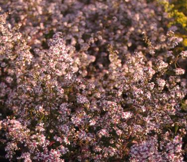 Aster lateriflorus Lady in Black
