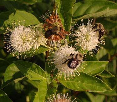 Cephalanthus occidentalis