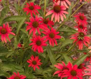 Echinacea x Tomato Soup