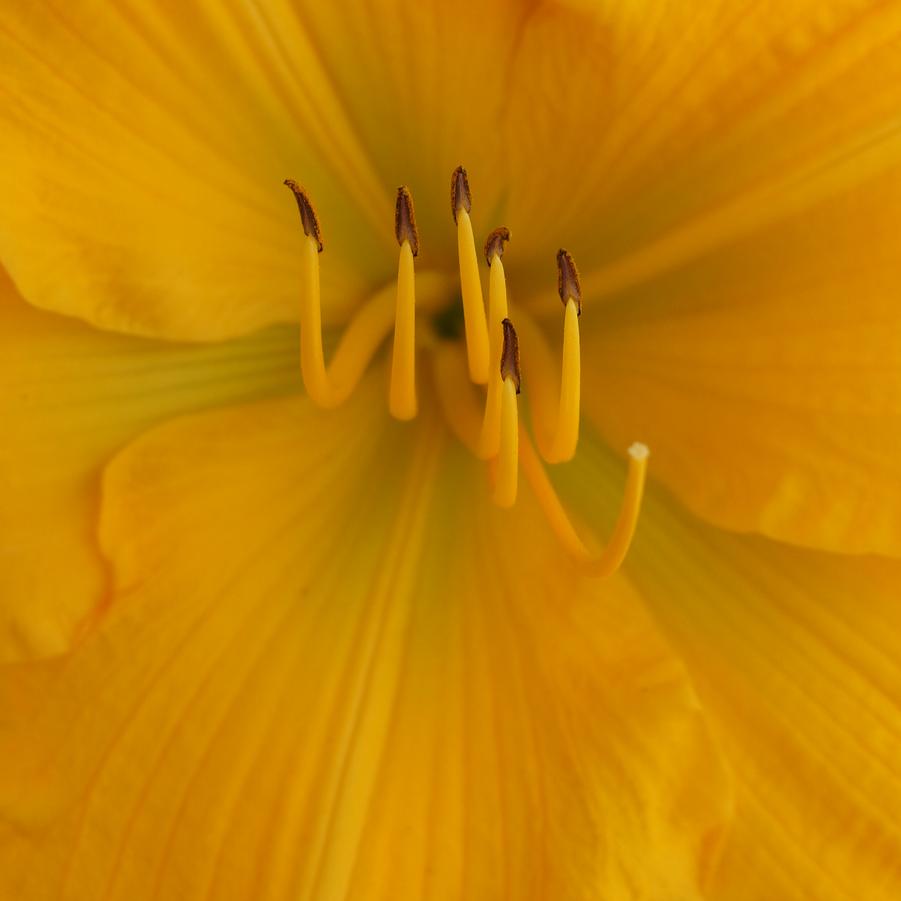 Hemerocallis 'Jen Melon' - Daylily from Pleasant Run Nursery