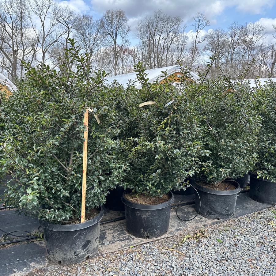 Ilex x meserveae Blue Princess� - Meserve Holly from Pleasant Run Nursery