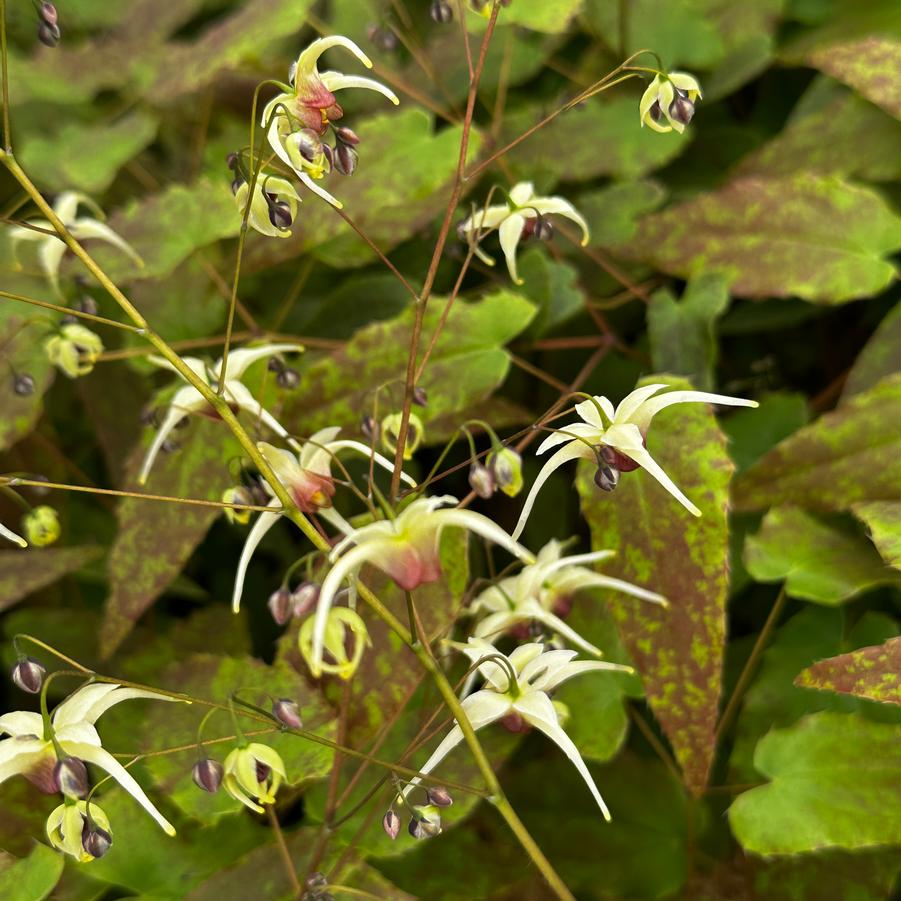 Epimedium x 'Domino' - Barrenwort from Pleasant Run Nursery