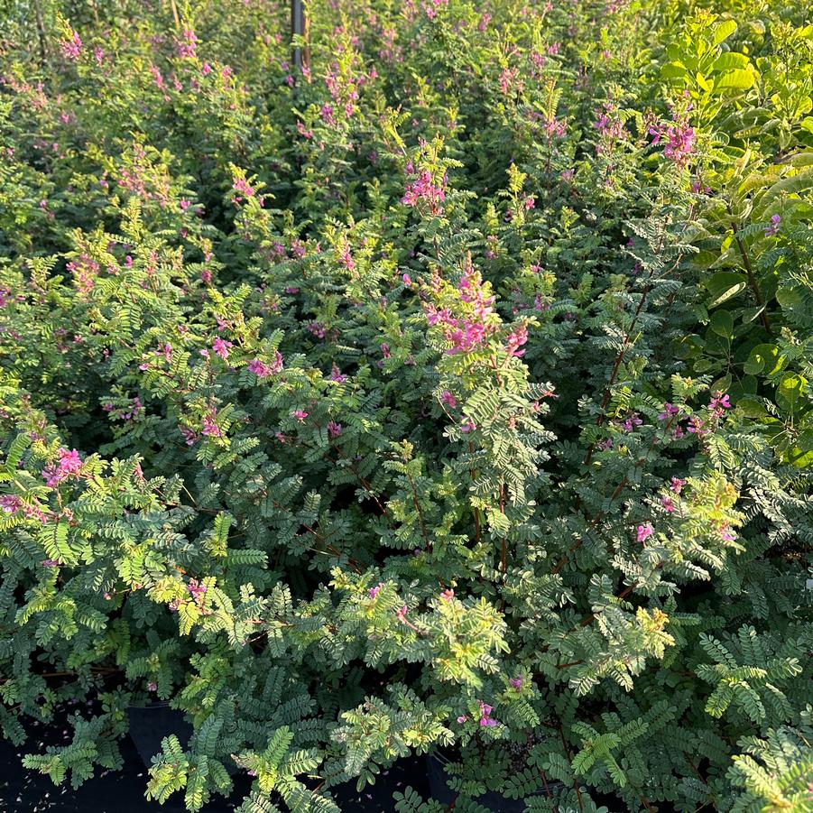Indigofera gerardiana (syn. heterantha) - Himalayan Indigo from Pleasant Run Nursery