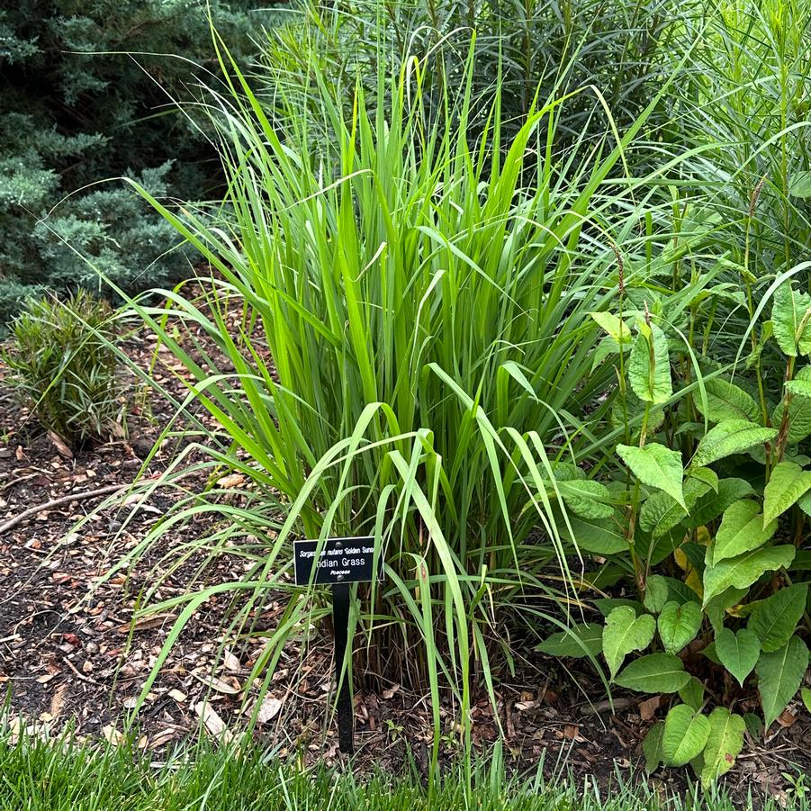 Andropogon gerardii 'Blackhawks' - Big Bluestem from Pleasant Run Nursery