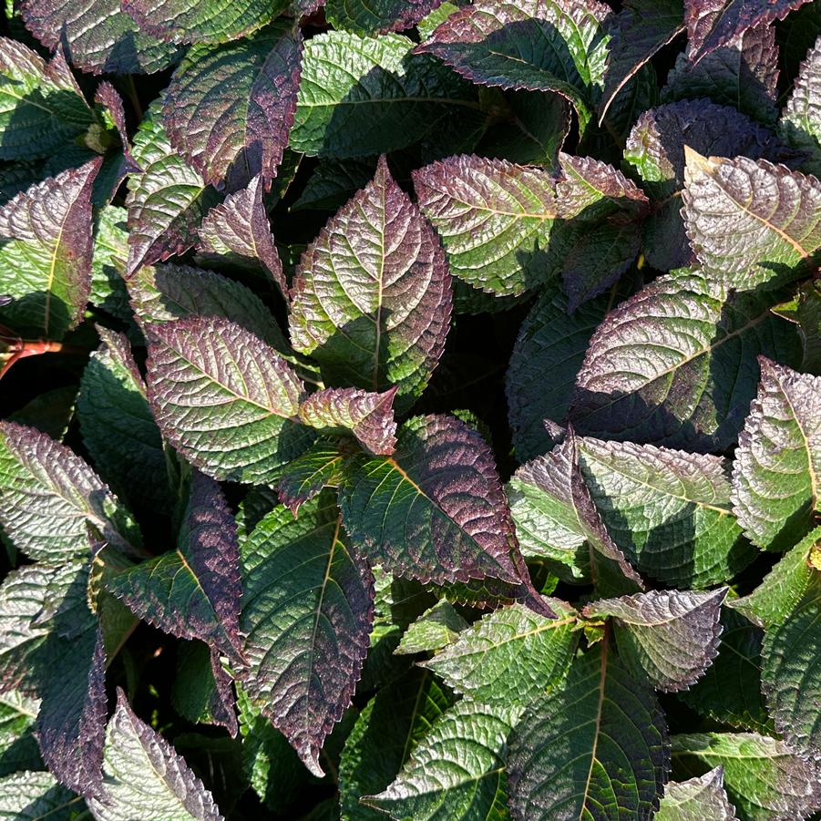Hydrangea macrophylla Summer Crush® - Fall Color