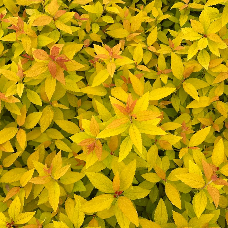 Spiraea japonica Double Play® Candy Corn® - Spirea from Pleasant Run Nursery
