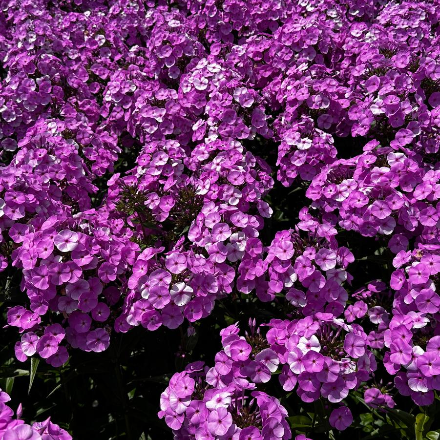 Phlox x 'Fashionably Early Flamingo' - Hybrid Phlox from Pleasant Run Nursery