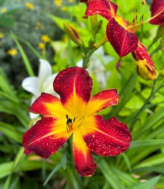 Hemerocallis Rainbow Rhythm� 'Ruby Spider'- Daylily from Pleasant Run Nursery