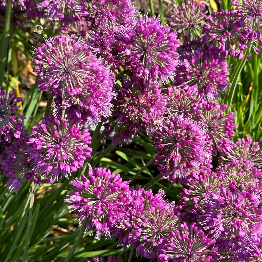 Allium x 'Lavender Bubbles' - Ornamental Onion from Pleasant Run Nursery