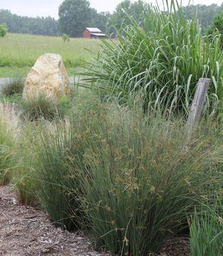 Juncus inflexus Blue Arrows - Blue Rush (Photo: Hoffman Nursery)