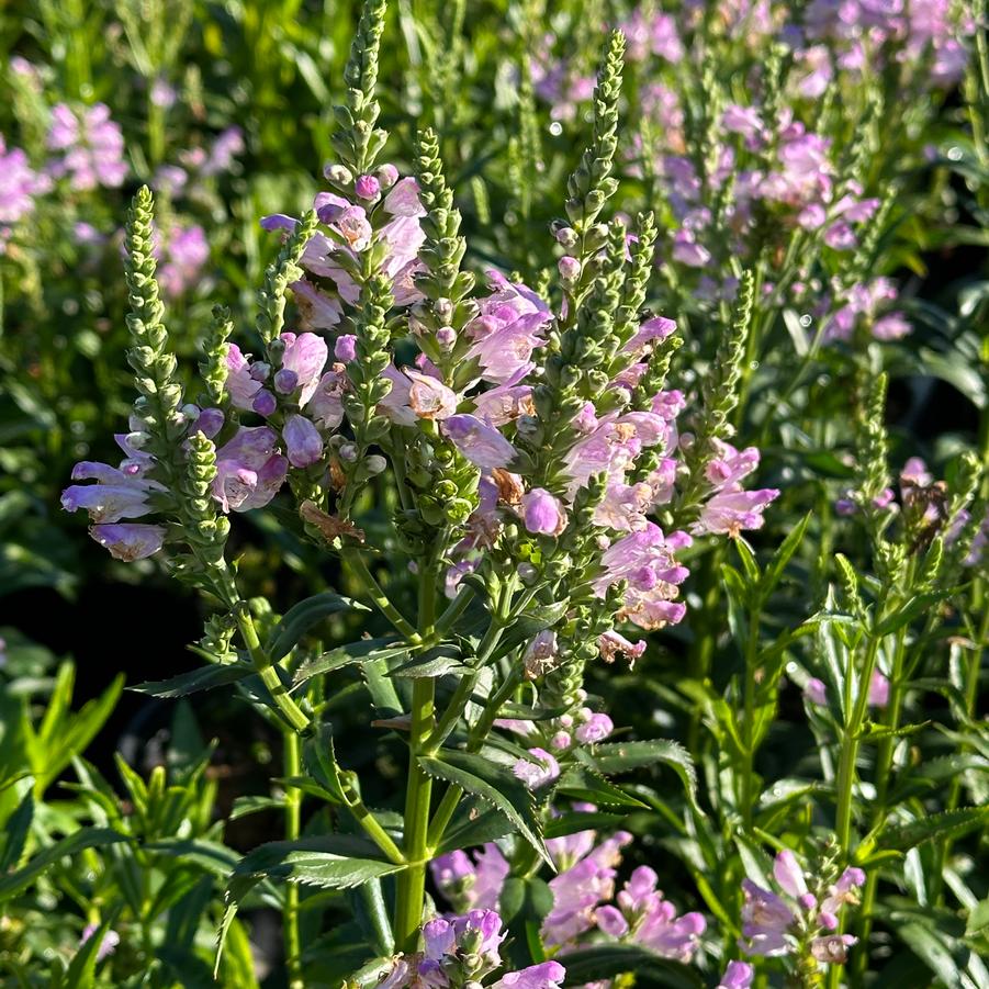 Physostegia virginiana 'Pink Manners' - Obedient Plant from Pleasant Run Nursery
