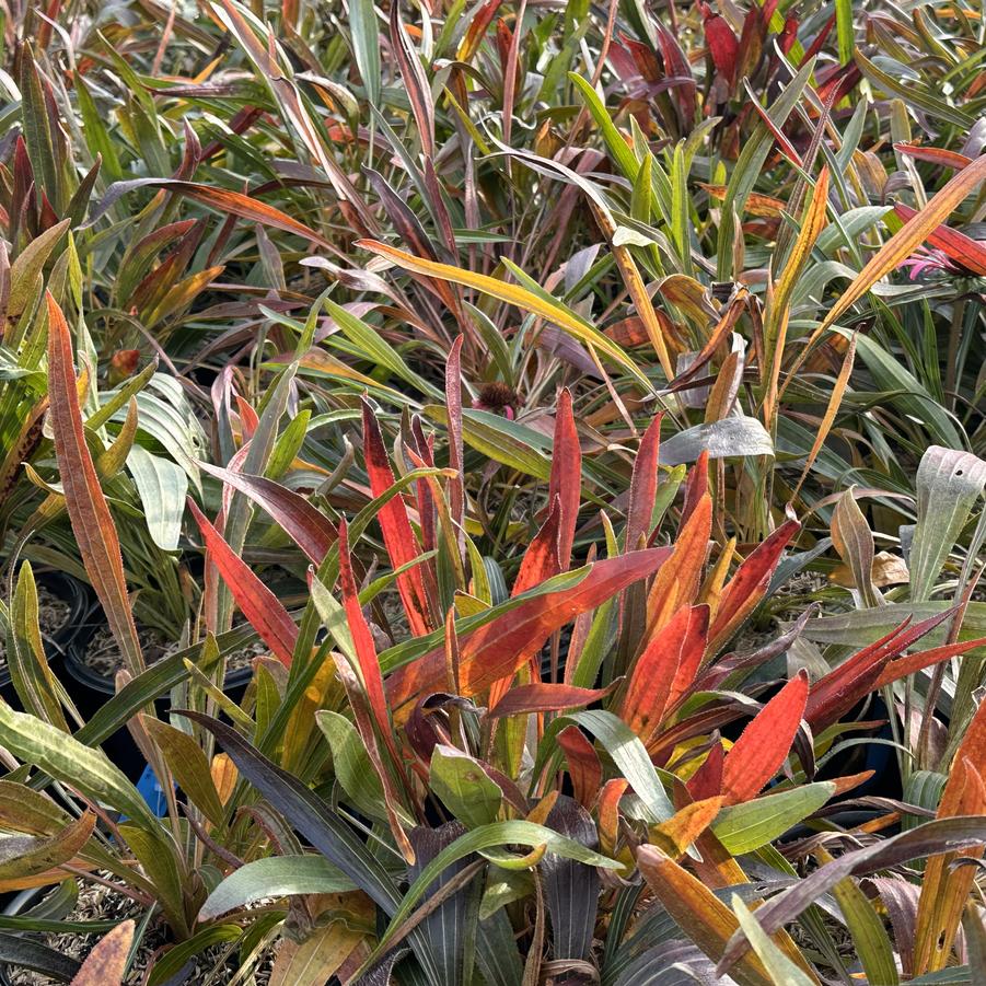 Echinacea simulata - Glade Coneflower (fall foliage)